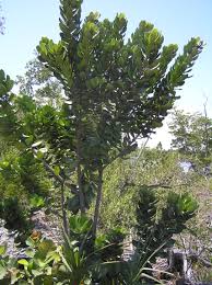 Image result for Mimusops afra