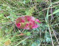 Image result for Enteucha acetosae