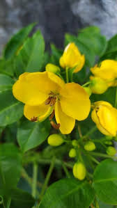 Image result for Senna floribunda