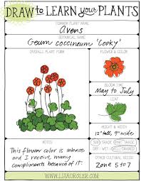 Draw Your Plants Worksheet Plant Study Plant Book Plants Worksheets