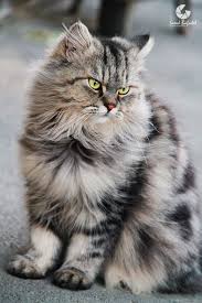 Pin By Angela Montecinos On Kedi Gorgeous Cats Cats Cute Animals