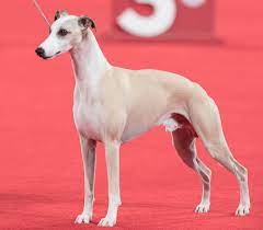 10 Fun Facts About The Whippet American Kennel Club
