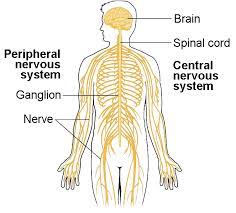 Learn vocabulary, terms and more with flashcards, games and other study tools. Components Of The Nervous System Biology For Majors Ii