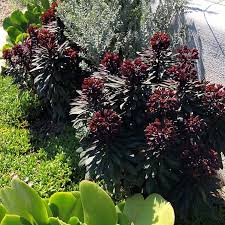 Image result for Euphorbia serratifolia