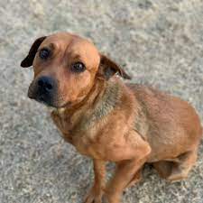 For all of your child's eye care needs in the el paso area, look no further than the pediatric ophthalmologists at west texas eye associates of el all your child's eye care needs. El Paso Animal Ordinance Enforces Dog Vaccinations Chips Kdbc