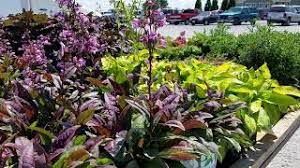 Penstemon 'midnight masquerade' is the latest improvement on the dark foliaged beardtongues. Penstemon Midnight Masquerade Youtube