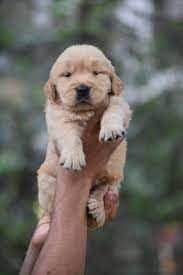 Golden Retriever Puppy Golden Retriever Puppy Photography Puppy Photography Golden Retriever