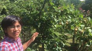 Blaze amv's 1.144 views6 months ago. Hosui The Best Asian Pear Incredibly Tasty I Cant Stop Eating Them A Must Plant Nashi Fruit Tree Youtube