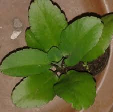 Image result for Kalanchoe pinnata