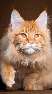 Pin On A N I M A L S