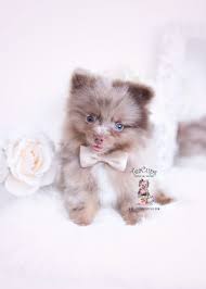 Message for more info and pics! Merle Pomeranian Puppies For Sale Pets Lovers