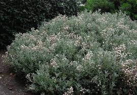 Image result for Brachyachne simonsii