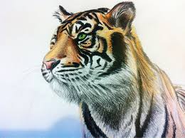Anime Tiger Drawings Tiger Coloured Pencil Drawing By Anime Reality On Deviantart Color Pencil Drawing Animal Drawings Tiger Drawing
