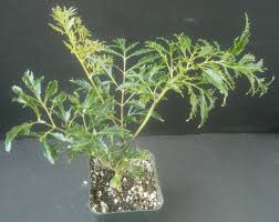 Image result for Polyscias fruticosa