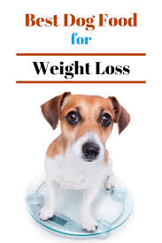 Pin On Animals Foods