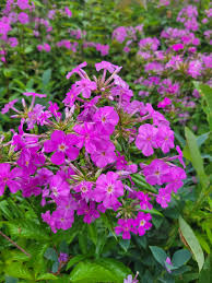 Image result for Polystachya mildbraedii