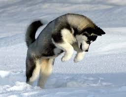Black White And Brown Husky The Different Types Of Siberian Huskies Gate Information Dog Personality Siberian Husky Puppy Siberian Husky Puppies