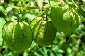 Ciplukan dan khasiatnya | indonesia herbals. Manfaat Dan Khasiat Ciplukan Atau Cecendet Physalis Angulata Ruangrakyat Com Terpercaya Kreatif Informatif