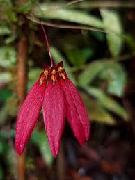 Image result for Bulbophyllum sp. nov