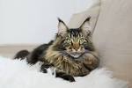 Domestic long-haired cat - Wikipedia