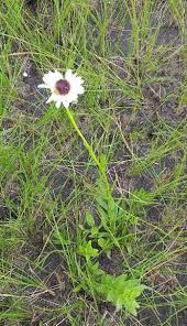 Image result for Callilepis laureola