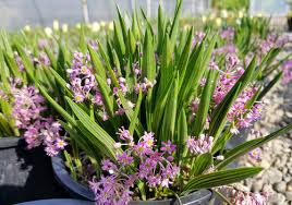 Image result for Ledebouria cooperi