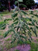 Image result for Tephrosia vogelii