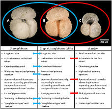 Image result for Rhipidoglossum globulosocalcaratum