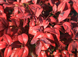 A bush covered with snow. Winter Shrubs 10 Colorful Picks For Your Landscape Bob Vila