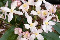 One Of The Most Popular Evergreen Clematis Award Winning Clematis Apple Blossom Is A Very Large Climber With Masses Of Clematis Apple Blossom White Clematis