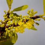 Image result for Garcinia kingaensis