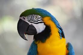 We did not find results for: Adoptables Birds And Beaks