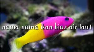 Maybe you would like to learn more about one of these? 15 Nama Ikan Hias Air Laut Youtube