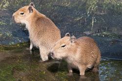 Capybara Als Haustier