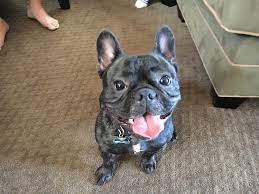 Bouledogue or bouledogue français) is a breed of domestic dog, bred to be companion dogs. How To Teach A French Bulldog To Stop Jumping On People Dog Gone Problems