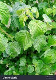 Image result for Mesosphaerum suaveolens