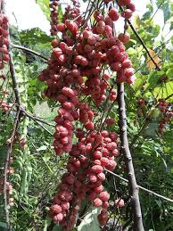 Image result for Alchornea cordifolia