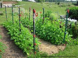 Grow Pole Beans On A Trellis For Easy Picking And Preserving Pole Beans Bean Trellis Pole Bean Trellis