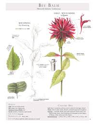 In fact, many plants grown as annuals in cooler climates grow happily year round in zone 9 where temperatures rarely, if ever, dip below the freezing point. Foraging Feasting Hello Bee Balm This Native American Edible Perennial Wild Flower Scientifically Referred To As Monarda Didyma Is Beginning To Bloom In The Landscape And Offers Us An Aromatic