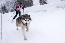 Une course de chiens de traîneaux est une compétition sportive désignant une course dans laquelle des attelages de chiens d'attelage tirent des traîneaux conduit par un musher sur la neige ou la glace au moyen de harnais et des lignes de trait. A La Course De Chiens De Traineau Du Lac Blanc Bons Baisers Du Rhin Superieur
