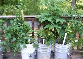 We did not find results for: If You Have A Few Buckets You Can Use Them These 13 Ways In The Garden Bucket Uses Balcony Garden Web
