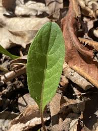 Image result for Nesaea aspera