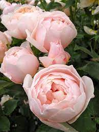 The Shepherdess Rose Beautiful Flowers Flowers Beautiful Roses