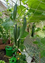 Gurkenanbau Im Gewachshaus Gewachshaus Pflanzen Garten Pflanzen Gurkenpflanze