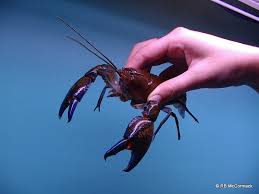 Now the yak, yellowjacket, yabby, and yellowhammer are now on the website, alphabetimals. Yabbies Silver Perch And Mussel Hatchery Plus Yabby Farm