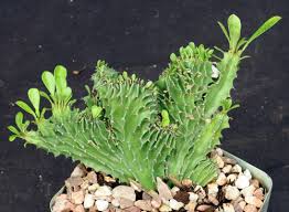 Image result for Euphorbia candelabrum