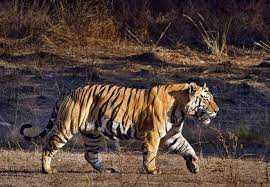 Image Result For Tiger Muscle Anatomy Tiger Muscle Anatomy Big Cats