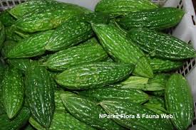 Image result for Momordica charantia