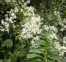 Image result for Tephrosia tanganicensis