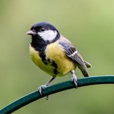 Image result for Kohlmeise vogelhouse